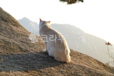 야생고양이, 고양이뒷모습, 하얀고양이, 바위에고양이, 야생동물, 사진,이미지,일러스트,캘리그라피 - 웅장작가 크라우드픽 - 저작권 걱정 없는... 