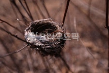 둥지, 새둥지, 둥우리, nest, birdnest, 사진,이미지,일러스트,캘리그라피 - 다소패밀리작가 크라우드픽 - 저작권 걱정 없는 상업용 이미지