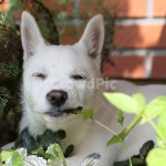 강아지, 아기강아지, dog, puppy, cute, 사진,이미지,일러스트,캘리그라피 - hagrapher작가 크라우드픽 - 저작권 걱정 없는 상업용 이미지