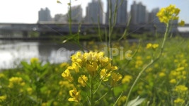 유채꽃, 꽃, 노랑꽃, 노랑색, 식물, 사진,이미지,일러스트,캘리그라피 - newsun작가 크라우드픽 - 저작권 걱정 없는 상업용 이미지