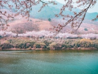 섬진강, 벚꽃, 봄, 강가, 꽃, 사진,이미지,일러스트,캘리그라피 - 보통감성작가 크라우드픽 - 저작권 걱정 없는 상업용 이미지