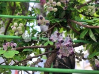 으름, 으름열매, 으름덩쿨, 으름나무꽃, 가을과일, 사진,이미지,일러스트,캘리그라피 - 벨제니작가 크라우드픽 - 저작권 걱정 없는 상업용 이미지