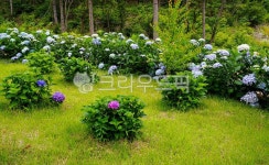 꽃, 수국, 축제, 식물, 정원, 사진,이미지,일러스트,캘리그라피 - 서은작가 크라우드픽 - 저작권 걱정 없는 상업용 이미지