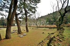 삼천단곰솔, 제주도, 제주삼천단곰솔군, 천연기념물제160호, 산천단, 사진,이미지,일러스트,캘리그라피 - Deep bLUE작가 크라우드픽 - 저작권... 