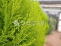 이끼, 식물, plant, moss, 초록, 사진,이미지,일러스트,캘리그라피 - Garden작가 크라우드픽 - 저작권 걱정 없는 상업용 이미지