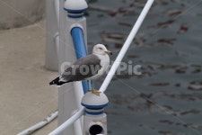 갈매기, 새, 바다, 항구, commongull, 사진,이미지,일러스트,캘리그라피 - 산사람작가 크라우드픽 - 저작권 걱정 없는 상업용 이미지