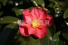 동백, 동백꽃, 동백나무, 꽃, 꽃잎, 사진,이미지,일러스트,캘리그라피 - 최일반선택작가 크라우드픽 - 저작권 걱정 없는 상업용 이미지