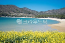 유채꽃, 바다, 자연, 노란색, 남해, 사진,이미지,일러스트,캘리그라피 - dlgpdls147작가 크라우드픽 - 저작권 걱정 없는 상업용 이미지