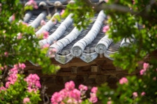 배롱나무, 배롱나무꽃, 기왓집, 한옥, 구옥, 사진,이미지,일러스트,캘리그라피 - HuniCAM작가 크라우드픽 - 저작권 걱정 없는 상업용 이미지