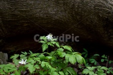 들바람꽃, 야생화, 꽃, 생태, 식물, 사진,이미지,일러스트,캘리그라피 - 릴작가 크라우드픽 - 저작권 걱정 없는 상업용 이미지