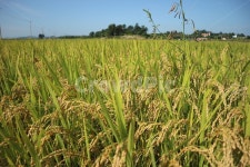 가을, 시골, 농사, 농작물, 벼, 사진,이미지,일러스트,캘리그라피 - 초코빵작가 크라우드픽 - 저작권 걱정 없는 상업용 이미지