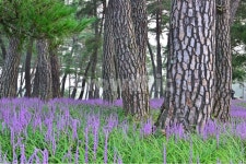 상주, 맥문동, 솔숲, 소나무밭, 소나무, 사진,이미지,일러스트,캘리그라피 - 영산공작가 크라우드픽 - 저작권 걱정 없는 상업용 이미지