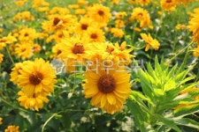 꽃, 하늘바라기, 하늘바라기꽃, 식물, 국화과, 사진,이미지,일러스트,캘리그라피 - 청랑작가 크라우드픽 - 저작권 걱정 없는 상업용 이미지