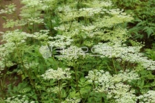 식물, plant, 꽃, flower, 약재, 사진,이미지,일러스트,캘리그라피 - benjamin작가 크라우드픽 - 저작권 걱정 없는 상업용 이미지