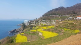 남해, 가천다랭이마을, 유채꽃, 다랭이논, 바다, 사진,이미지,일러스트,캘리그라피 - myamya작가 크라우드픽 - 저작권 걱정 없는 상업용 이미지