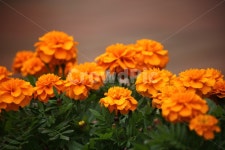 메리골드, 꽃, 식물, marigold, 국화과, 사진,이미지,일러스트,캘리그라피 - 산사람작가 크라우드픽 - 저작권 걱정 없는 상업용 이미지