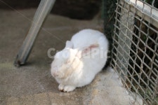 토끼, 동물, 포유류, 애완동물, 감성, 사진,이미지,일러스트,캘리그라피 - 행복을 찍는 순간작가 크라우드픽 - 저작권 걱정 없는 상업용 이미지