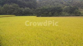 벼, 황금들판, 들, nature, countryside, 사진,이미지,일러스트,캘리그라피 - 일번지으뜸이작가 크라우드픽 - 저작권 걱정 없는 상업용 이미지