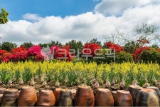 제주도, 꽃, 봄, 정원, 꽃밭, 사진,이미지,일러스트,캘리그라피 - Kumyido작가 크라우드픽 - 저작권 걱정 없는 상업용 이미지