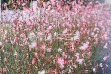 가우리, 왜성바늘꽃, 가을꽃, 야생화, flower, 사진,이미지,일러스트,캘리그라피 - Letter330작가 크라우드픽 - 저작권 걱정 없는 상업용 이미지