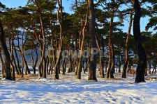 보성, 웅치소나무설경, 웅치소나무, 솔밭, 설경, 사진,이미지,일러스트,캘리그라피 - 영산공작가 크라우드픽 - 저작권 걱정 없는 상업용 이미지