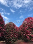 나무, tree, 식물, 동백나무, 군락지, 사진,이미지,일러스트,캘리그라피 - 찌혜작가 크라우드픽 - 저작권 걱정 없는 상업용 이미지