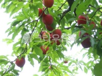 자두농장, 홍자두, 자두과수원, 새콤달콤, 김천자두, 사진,이미지,일러스트,캘리그라피 - 상쾌한아침작가 크라우드픽 - 저작권 걱정 없는 상업용... 