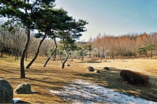 공원, 정발산, 일산, 소나무, 자연, 사진,이미지,일러스트,캘리그라피 - Deep bLUE작가 크라우드픽 - 저작권 걱정 없는 상업용 이미지