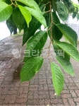 leaf, 잎, plant, 식물, path, 사진,이미지,일러스트,캘리그라피 - boki84작가 크라우드픽 - 저작권 걱정 없는 상업용 이미지
