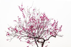 매화꽃, 매실꽃, 하늘, 매화나무, 매실나무, 사진,이미지,일러스트,캘리그라피 - 서은작가 크라우드픽 - 저작권 걱정 없는 상업용 이미지