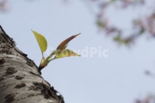 봄, 벚꽃나무, 새순, 하늘, 맑은, 사진,이미지,일러스트,캘리그라피 - 산너머저쪽작가 크라우드픽 - 저작권 걱정 없는 상업용 이미지