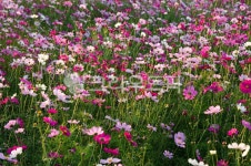 들판, flower, 농장, 경관, red, 사진,이미지,일러스트,캘리그라피 - 순풍작가 크라우드픽 - 저작권 걱정 없는 상업용 이미지