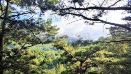 숲풍경, 숲, 숲속풍경, 숲속, 자연, 사진,이미지,일러스트,캘리그라피 - 소중한 인연작가 크라우드픽 - 저작권 걱정 없는 상업용 이미지
