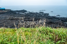 jeju, nature, 자연, 섬, 제주, 사진,이미지,일러스트,캘리그라피 - mlezart작가 크라우드픽 - 저작권 걱정 없는 상업용 이미지