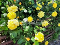 장미, 꽃, 활짝, 노란, 꽃잎, 사진,이미지,일러스트,캘리그라피 - 찐쭌작가 크라우드픽 - 저작권 걱정 없는 상업용 이미지