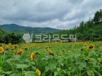 해바라기, 태백, 자연, 산, 풍력발전소, 사진,이미지,일러스트,캘리그라피 - 1geul_park작가 크라우드픽 - 저작권 걱정 없는 상업용 이미지
