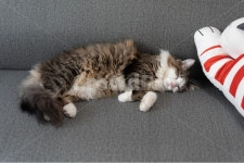 고양이, norwegianforestcat, 인형, 노르웨이숲, 반려동물, 사진,이미지,일러스트,캘리그라피 - dalgomssi작가 크라우드픽 - 저작권 걱정... 