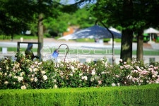 순천만국가정원1호, 테마공원, 자연생태공원, 자연, 옥외, 사진,이미지,일러스트,캘리그라피 - pandora4077작가 크라우드픽 - 저작권 걱정... 