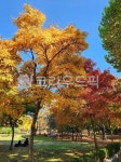 tree, 나무, leaf, 잎, 가을, 사진,이미지,일러스트,캘리그라피 - kbk91작가 크라우드픽 - 저작권 걱정 없는 상업용 이미지