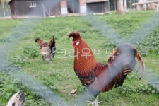 수탉, 공원, 닭, 도가머리, 농장, 사진,이미지,일러스트,캘리그라피 - editor JI작가 크라우드픽 - 저작권 걱정 없는 상업용 이미지