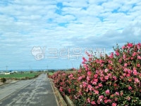 동백, 바다, 하늘, 제주, 꽃, 사진,이미지,일러스트,캘리그라피 - breadinstorm작가 크라우드픽 - 저작권 걱정 없는 상업용 이미지