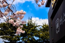 버스정류장, 정류장, 벚꽃, 자연, 옥외, 사진,이미지,일러스트,캘리그라피 - Phomkto작가 크라우드픽 - 저작권 걱정 없는 상업용 이미지