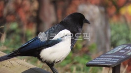 자연, 동물, 새, 까치, 유라시아까치, 사진,이미지,일러스트,캘리그라피 - 박재현의 밖으로작가 크라우드픽 - 저작권 걱정 없는 상업용 이미지