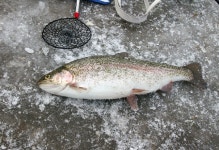 송어, 송어축제, 생선, 물고기, 낙시, 사진,이미지,일러스트,캘리그라피 - bubbleyang작가 크라우드픽 - 저작권 걱정 없는 상업용 이미지