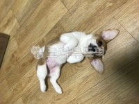 애완동물, 강아지, 귀여운강아지, 발라당, dog, 사진,이미지,일러스트,캘리그라피 - Nalstjdgh0작가 크라우드픽 - 저작권 걱정 없는 상업용... 