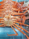 대게, 시장대게, 대게마트, queencrab, warycrab, 사진,이미지,일러스트,캘리그라피 - Ndanuri_go작가 크라우드픽 - 저작권 걱정 없는... 