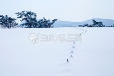 대관령, 양떼목장, 눈, 겨울, 설경, 사진,이미지,일러스트,캘리그라피 - 대송작가 크라우드픽 - 저작권 걱정 없는 상업용 이미지