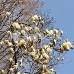 목련, 목련화, 목련나무, 백목련, 꽃봉오리, 사진,이미지,일러스트,캘리그라피 - Cool Moon작가 크라우드픽 - 저작권 걱정 없는 상업용 이미지