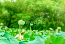 연꽃섬, 연꽃, 바다산, 하늘, 구름, 사진,이미지,일러스트,캘리그라피 - shinja작가 크라우드픽 - 저작권 걱정 없는 상업용 이미지