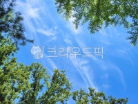 나무, 네이처, 구름, 나뭇잎, 봄, 사진,이미지,일러스트,캘리그라피 - sinsy작가 크라우드픽 - 저작권 걱정 없는 상업용 이미지
